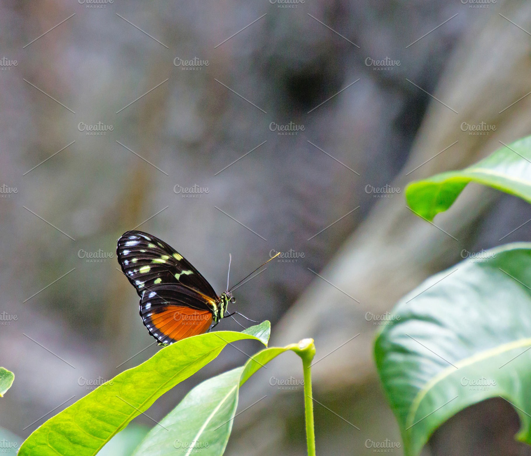 Butterfly Sitting on Leaf