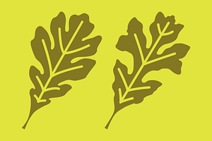 Leaf Assortment Font