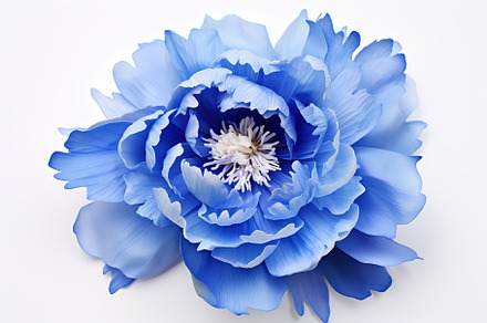 Blue peony flowers on white background, a Nature Photo by AlyaAnd
