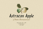 Organic Antique - Blackletter Fonts, a Blackletter Font by Sarid Ezra (Thumbnail 3 of 10)