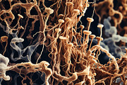 72 Microscopic Fungi Backgrounds, a Background Graphic by h.utomo (Thumbnail 23 of 72)