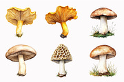 Forest Mushrooms Clipart, an Illustration by Design Market (Thumbnail 5 of 5)