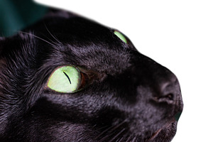 Black cat isolated on white, an Animal Photo by Vapi