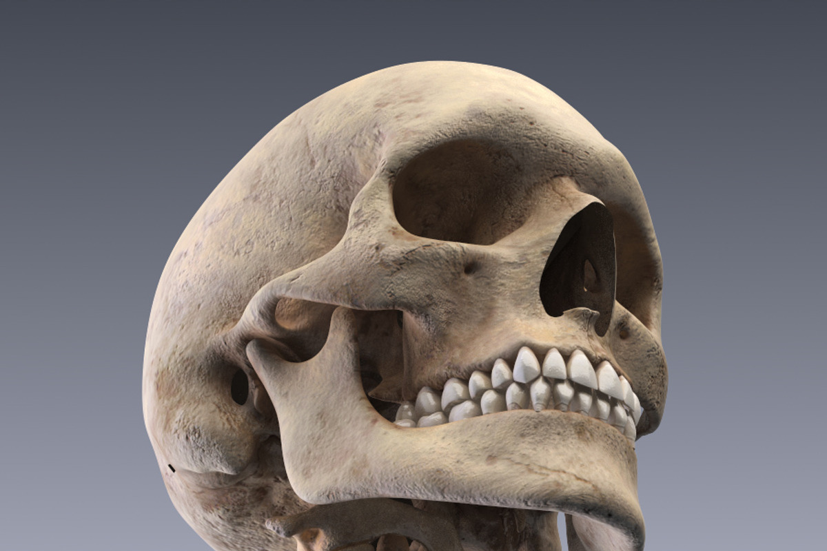 Human skeleton rigged, a Characters & Person 3D Model by konstantin.ermolaev (Photo 10 of 27)
