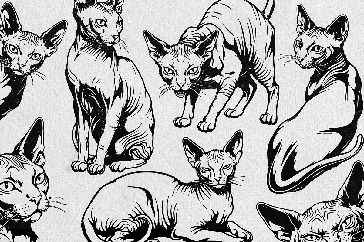 Sphynx Cat Illustration Pack, an Animal Illustration by Tekuni (Photo 2 of 14)