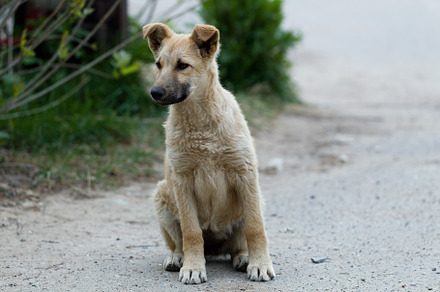 Small puppies of stray dogs stock photo containing puppy and animal, an Animal Photo by oleghz