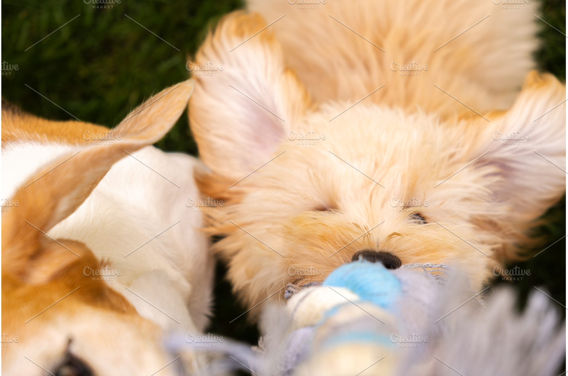 Close-up of Maltipoo Puppy and, an Animal Photo by MadPhotos