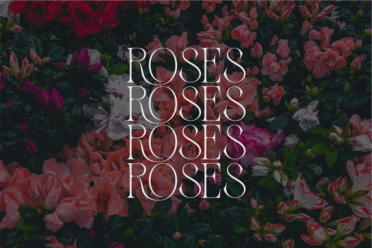 Zaslia - Elegant Ligature Serif, a Serif Font by suhadidesign (Photo 7 of 14)