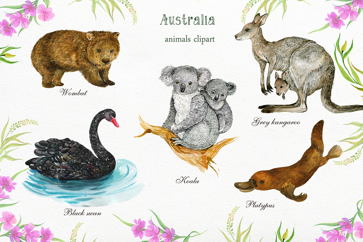 Animals Australia Watercolor, an Animal Illustration by MitrushovaArt (Photo 2 of 10)