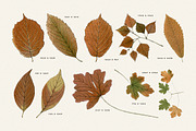 Autumn Leaves Clipart - 59 Images, an Object Illustration by Century Library (Thumbnail 9 of 10)