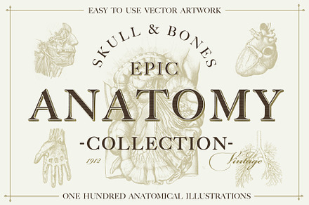 100+ Vintage Anatomy Vectors, a Healthcare Illustration by Shizzle Stock