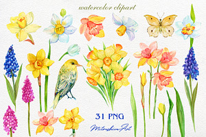 Daffodil Narcissus Watercolour