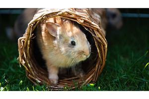 Cute bunny fluffy rabbit, Adorable, an Animal Photo by MadPhotos