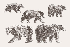 Set Of Sketches Of Walking Bears