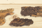Autumn Floral Mockup Objects, an Object Graphic by uncle-rico (Thumbnail 5 of 13)