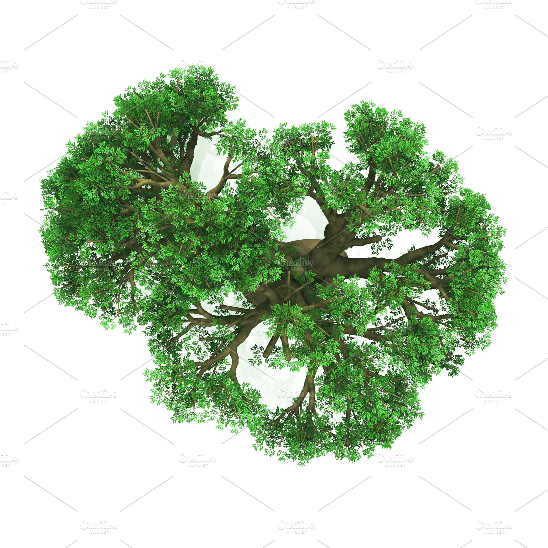 Tree top view on white background la containing layout, vegetation, and life, an Animal Photo by coffeelover