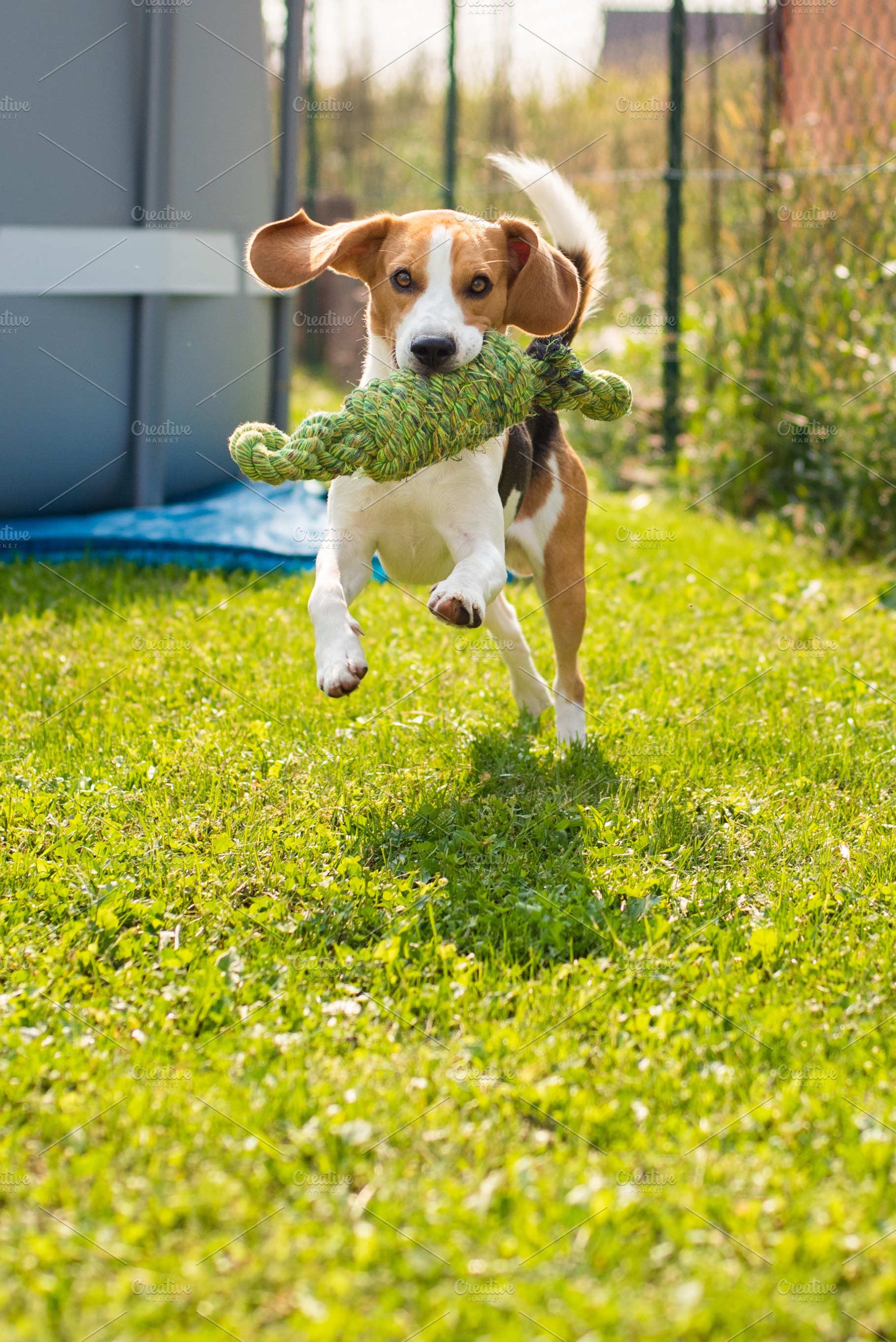 Beagle dog fun in garden outdoors ru featuring beagle, outdoors, and summer, an Animal Photo by MadPhotos
