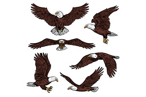 Bald Eagle Predatory Birds Vector