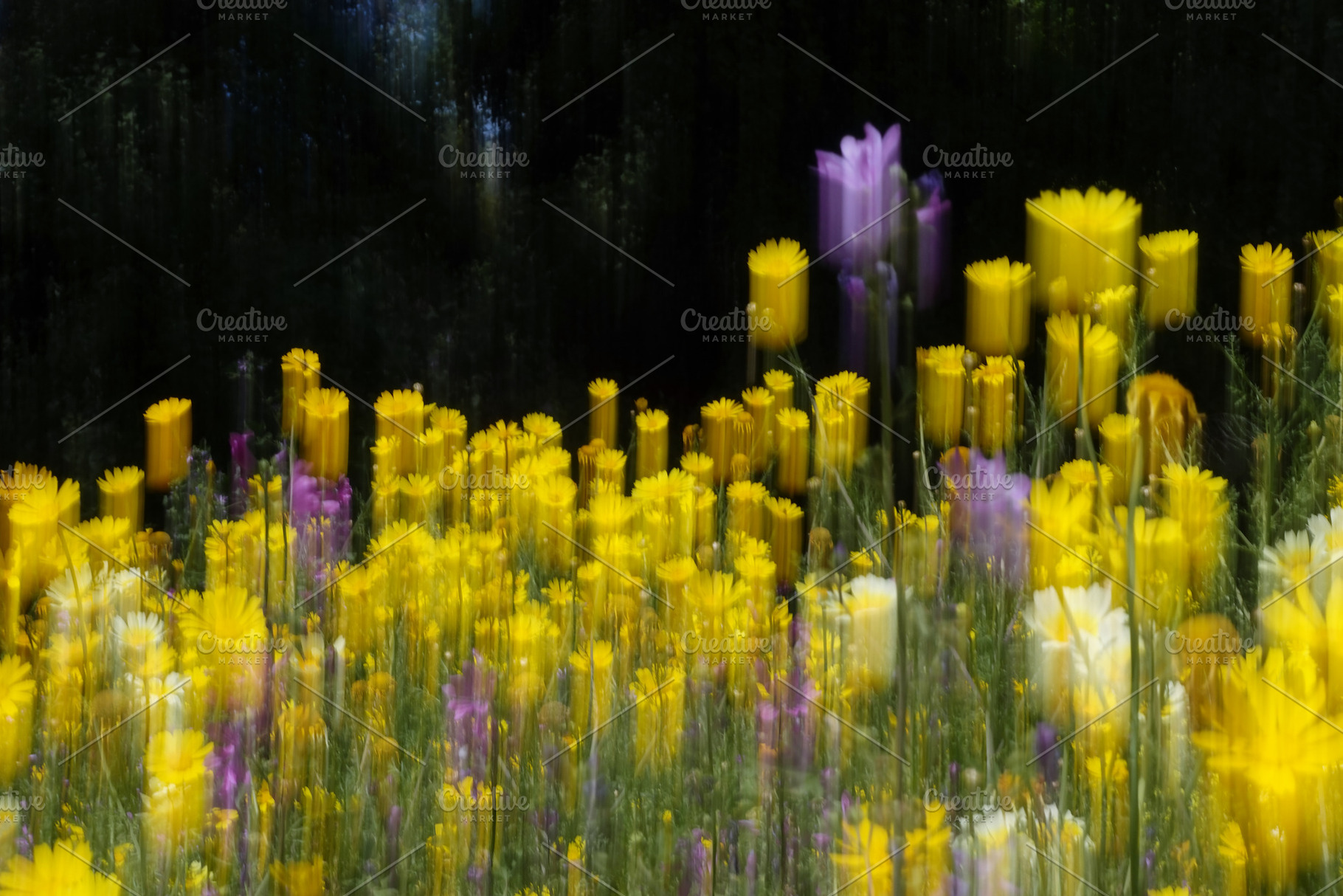 spring flowers field abstract blur, a Nature Photo by sirylok