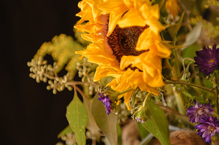 Sunflowers, a Nature Photo by Laurie Vengoechea