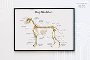Animal Anatomy Study Pack, an Education Illustration by AnitaPol (Thumbnail 14 of 20)