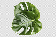 Monstera isolated leaves, a Product Mockup by JustLikeMyDesktop (Thumbnail 1 of 2)