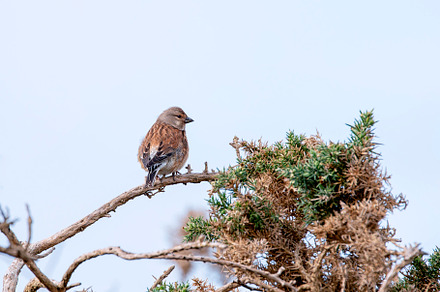 Male common linnet perched in a bush., an Animal Photo by CreativePhotoSpain