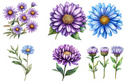 Watercolor Aster Flowers Botanical C, an Illustration by Watercolor design (Thumbnail 4 of 4)