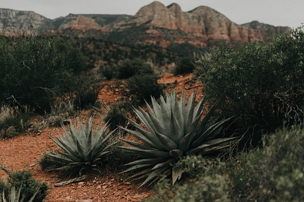 Desert plant containing cows, trees, and agave, a Nature Photo by Taylor Piva Photography 