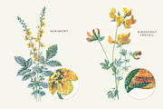 Vintage Flower Illustrations Bundle, an Illustration by Greta Ivy (Thumbnail 21 of 62)