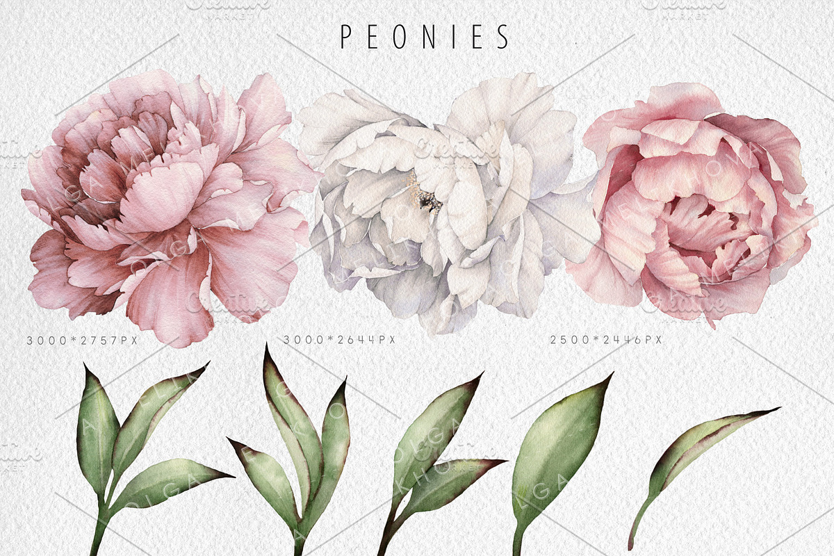 PEONY COLLECTION, a Decorative Illustration by ollalya (Photo 2 of 6)