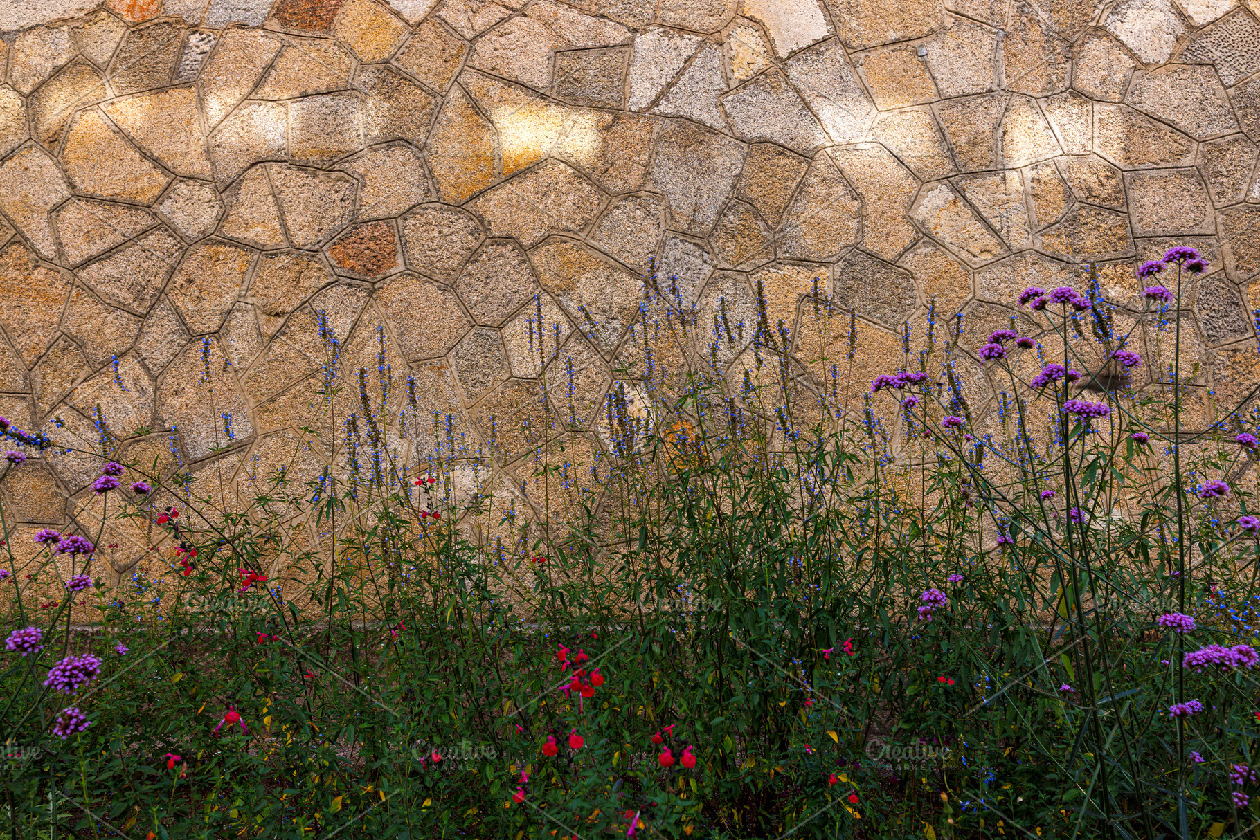 Delicate Wild Flowers Blooming in a Rustic Garden with Stone Wal, a Nature Photo by Bepslabor