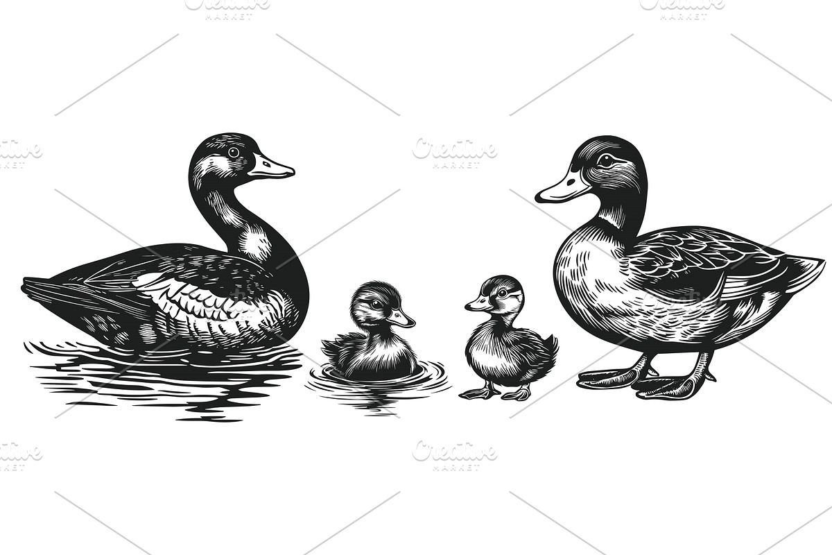 Duck cute ducklings and drake, an Animal Illustration by Valerie Bodnar