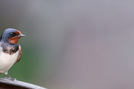 village swallow on the fence.., an Animal Photo by AlexBush