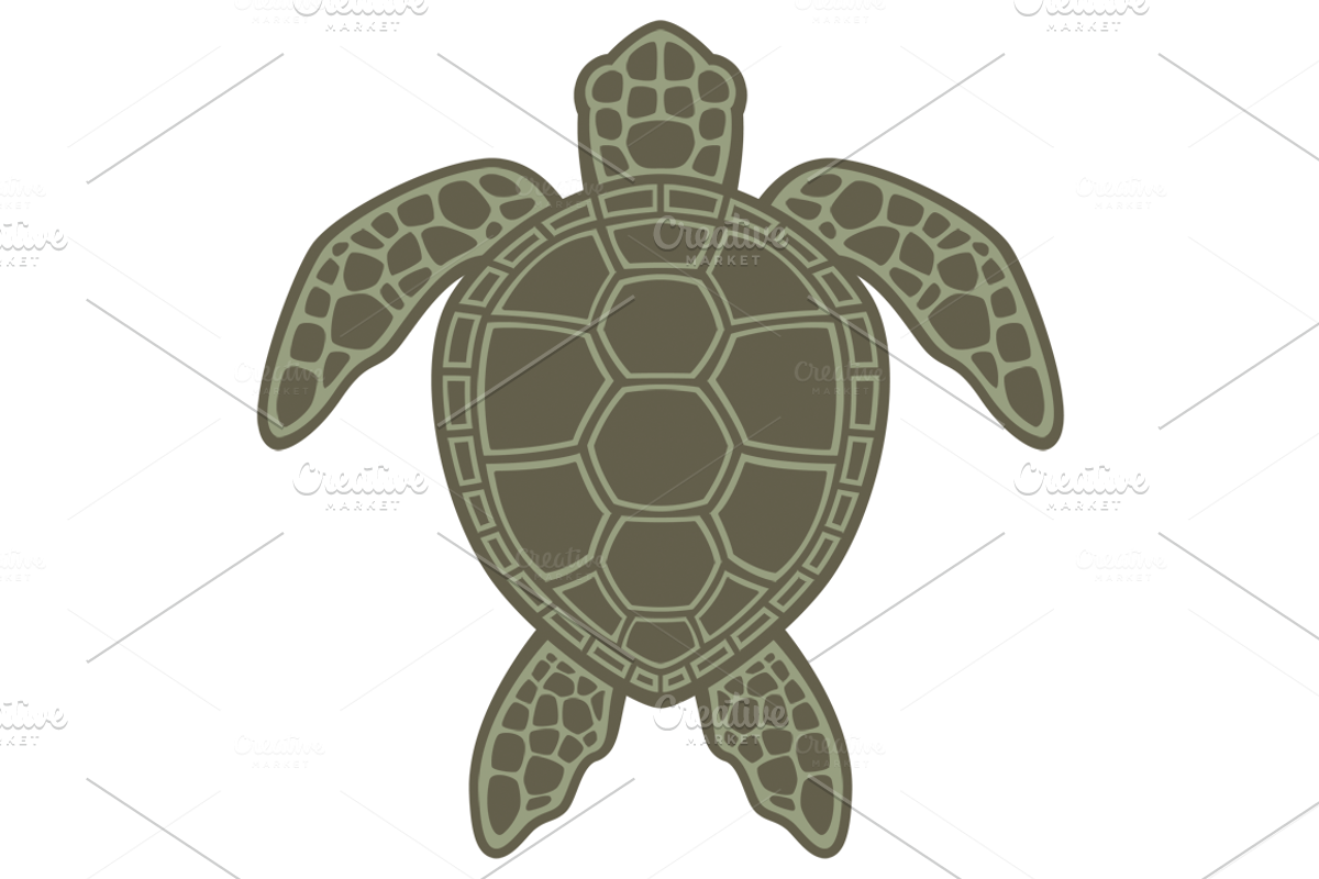 Green Sea Turtle, an Animal Illustration by Schwegel Illustration