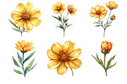 Coreopsis Flower Watercolor Clipart, an Illustration by Watercolor design (Thumbnail 5 of 10)