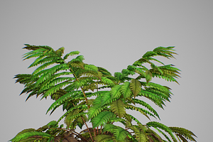 Alsophila Fern Averahe HIGH