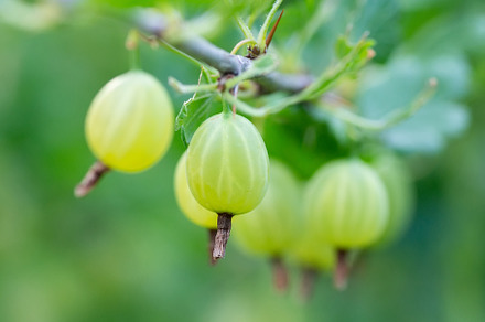 Gooseberry berries (Ríbes úva-críspa, a Food & Drink Photo by AlexBush