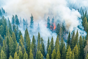Forest wildfire with dense smoke, a Photo by Dvoevnore photos