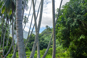 Horse standing under coconut trees in Nuku Hiva, Marquesas Islan, a Photo by GoodGoods