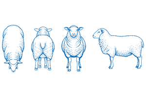 Hand Drawn Sheep Vector Illustration, an Animal Illustration by MkStudio