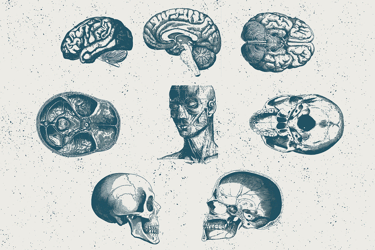 96 Anatomy Vector Illustrations, an Illustration by TheBlackPixelCo (Photo 2 of 5)