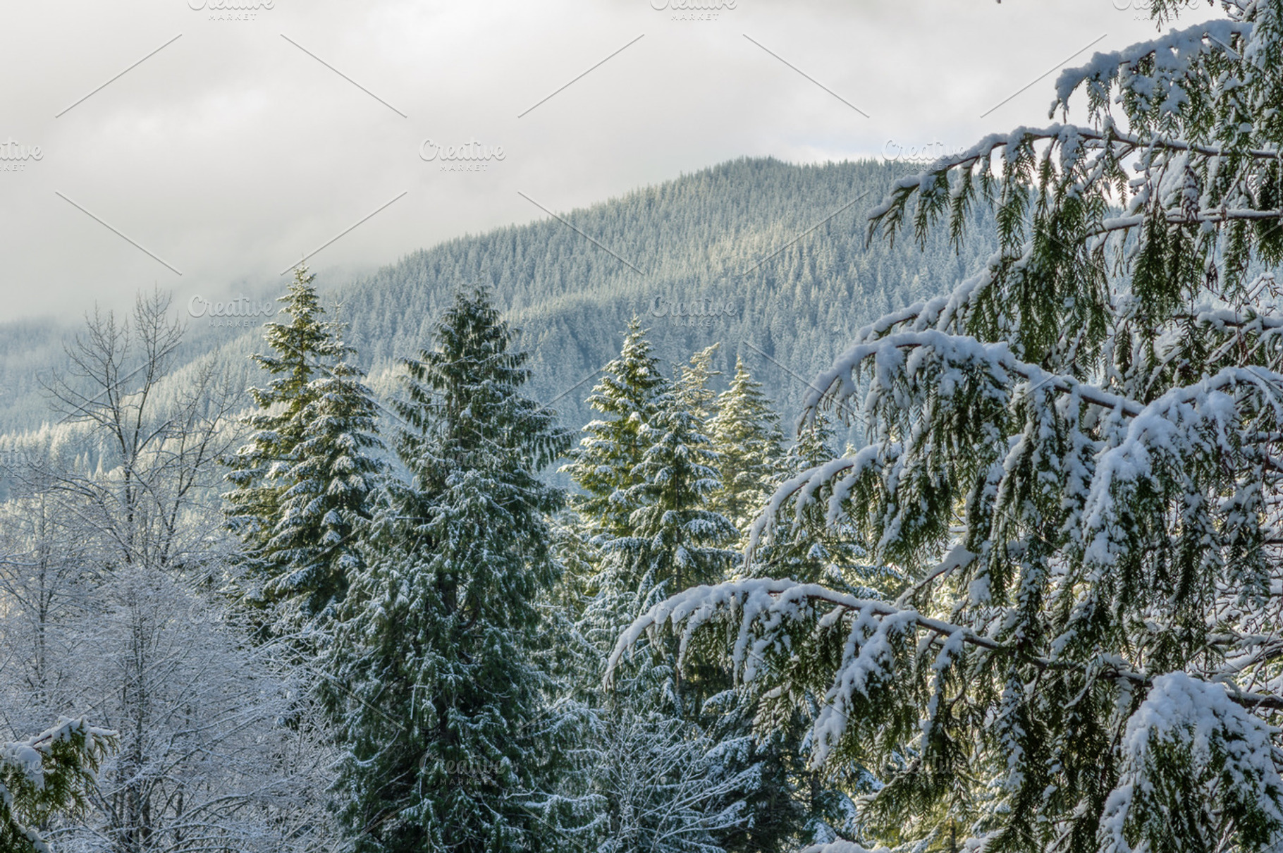 Snow Fall Covers Trees And Mountains