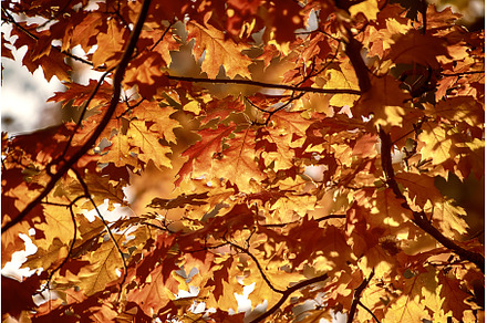 Autumn oak background, a Nature Photo by Nature and travel