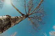 98 Trees view from below, a Nature Photo by Handmadefont (Thumbnail 18 of 98)