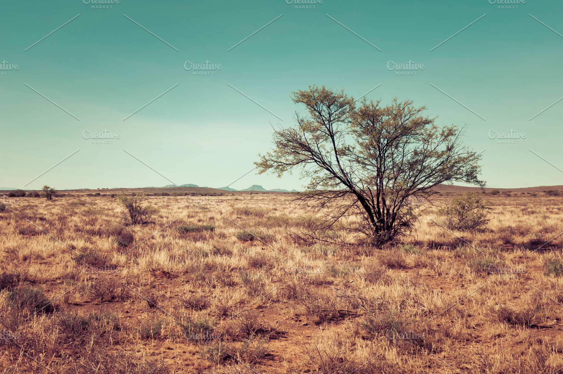 The bush, a Nature Photo by The Image Shop