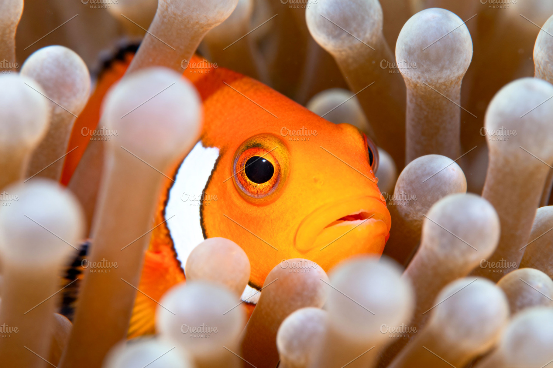 Clownfish Peeking from Anemone Home, an Animal Photo by Virgo Studio