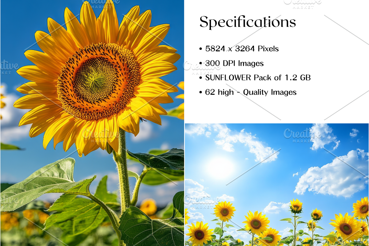 Sunflower Stock Image, Season, Field, a Nature Photo by BrushstrokeArtGB (Photo 5 of 5)