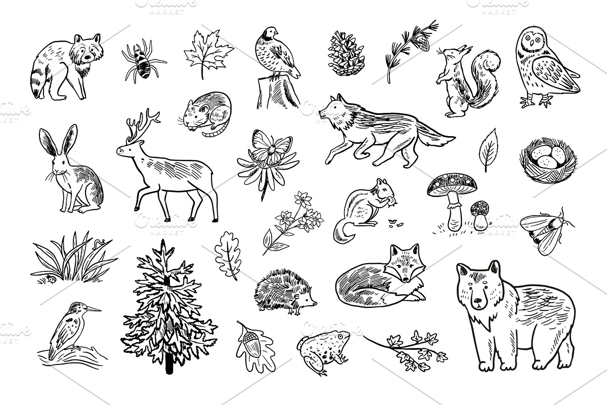 Woodland Alphabet, an Animal Illustration by GooseFrol (Photo 4 of 10)