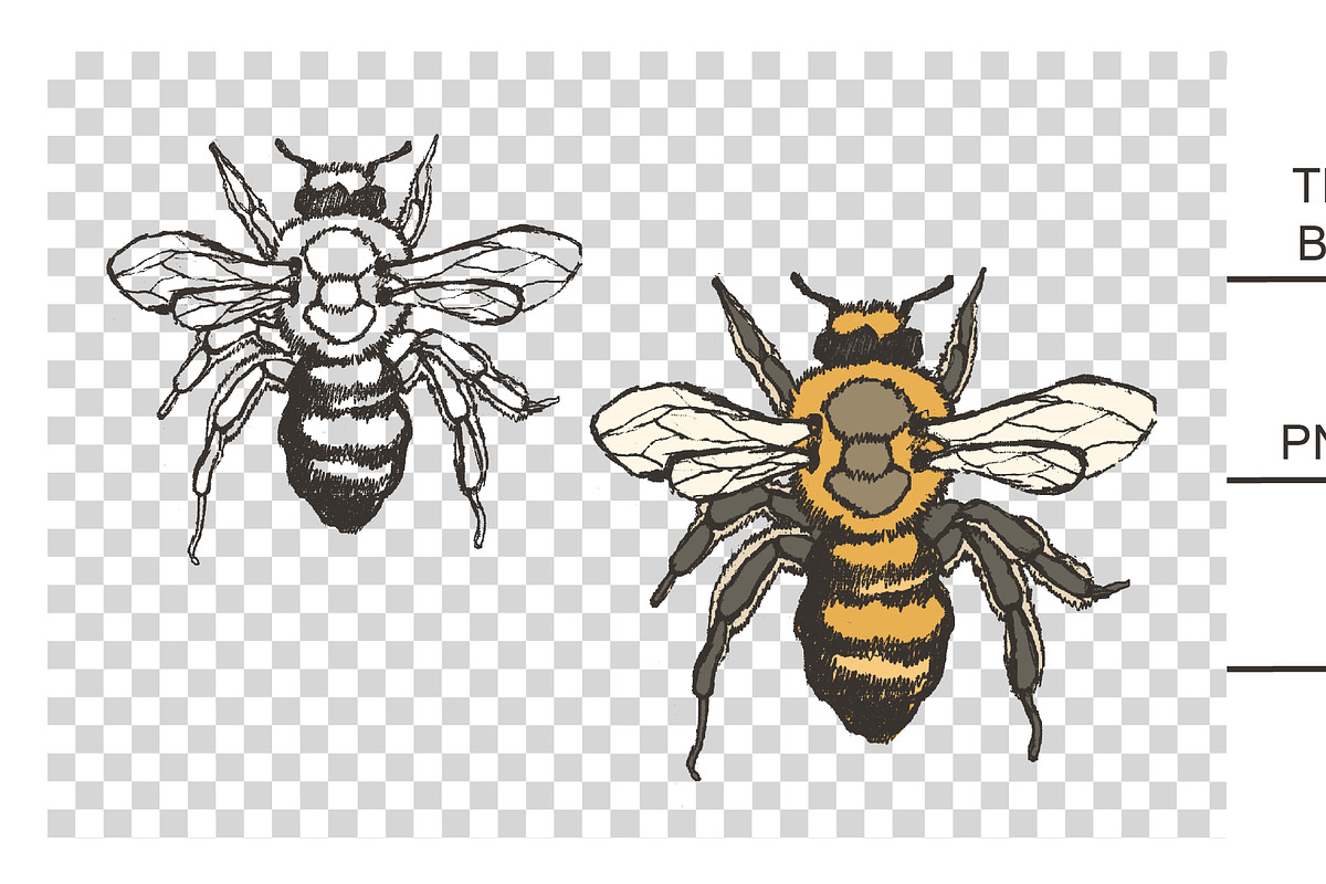 Honey bees, an Illustration by Onceli*art (Photo 4 of 7)